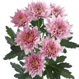 Chrysanthemum Champagne Pink P10chrcpn - Garden Express Australia