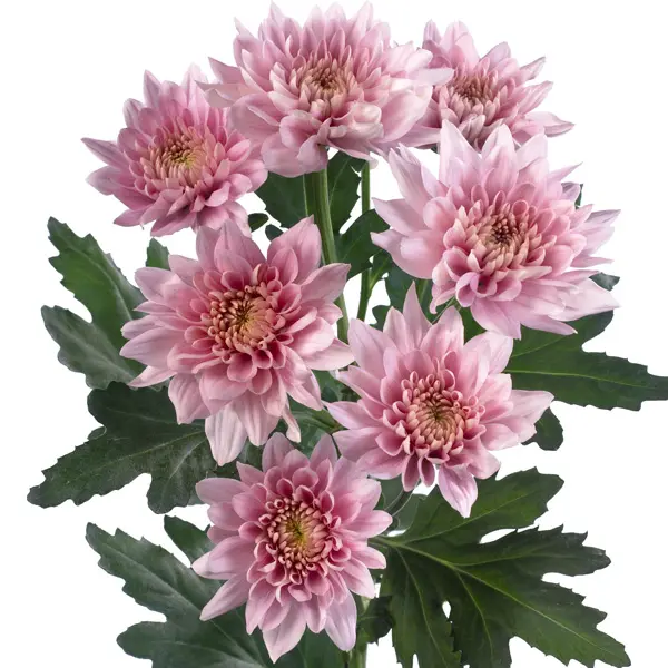 Chrysanthemum Champagne Pink Chrysanthemum Champagne Pink