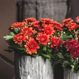 Pot Mum Chrysanthemum Chrystal Collection 2 Pot Mum Chrysanthemum Chrystal Collection 2