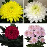 Chrysanthemum Collection 1 Colchrco1 - Garden Express Australia