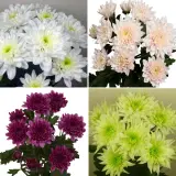 Chrysanthemum Collection 3 Colchrco3 - Garden Express Australia
