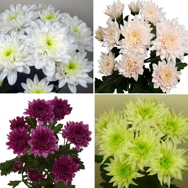 Chrysanthemum Collection 3 Chrysanthemum Collection 3