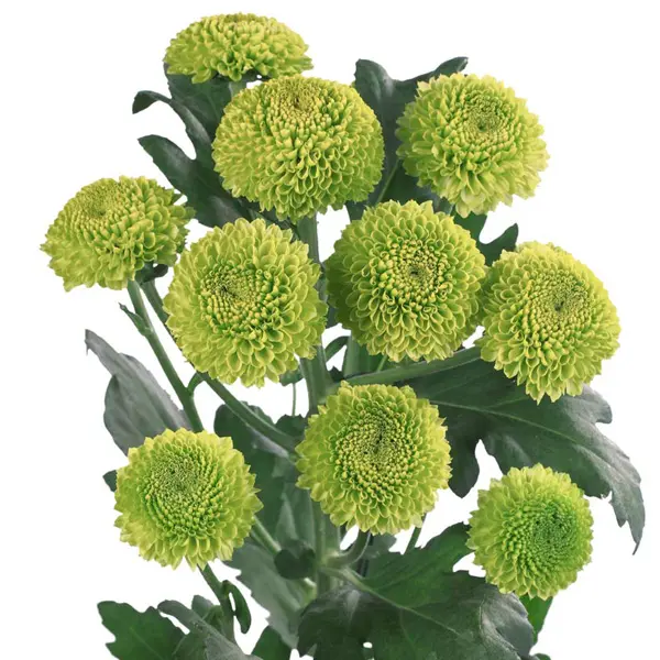 Chrysanthemum Feeling Green Chrysanthemum Feeling Green