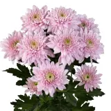 Chrysanthemum Karma Pink P10chrkpn - Garden Express Australia
