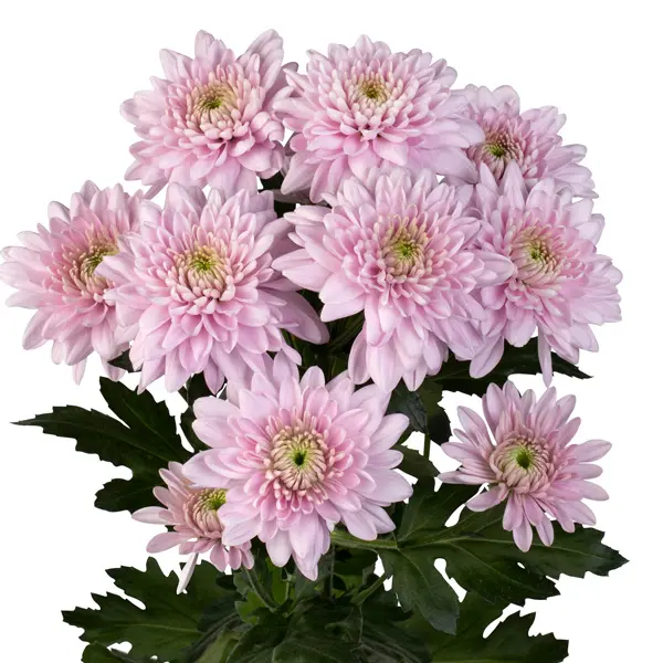 Chrysanthemum Karma Pink Chrysanthemum Karma Pink