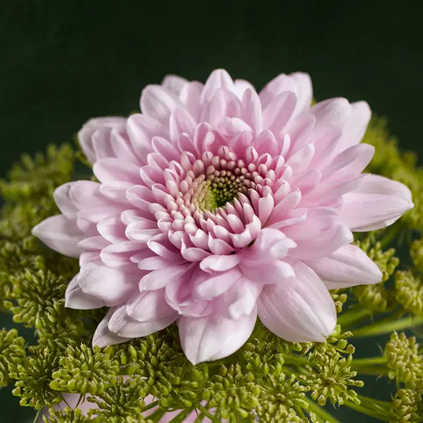Chrysanthemum Karma Pink Chrysanthemum Karma Pink