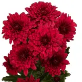 Chrysanthemum Lamira Red P10chrlar - Garden Express Australia