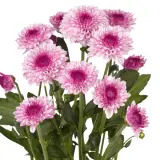 Chrysanthemum Lollipop Pink P10chrlpn - Garden Express Australia