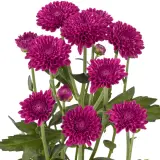 Chrysanthemum Lollipop Purple P10chrlpp - Garden Express Australia