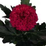 Chrysanthemum Lollipop Red P10chrlrd - Garden Express Australia