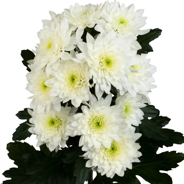 Chrysanthemum Pastela Cava Chrysanthemum Pastela Cava