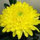 Chrysanthemum Zembla Sunny Yellow Chrysanthemum Zembla Sunny Yellow
