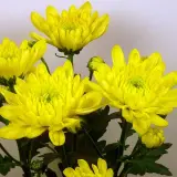Chrysanthemum Zembla Sunny Yellow P10chrzsy - Garden Express Australia