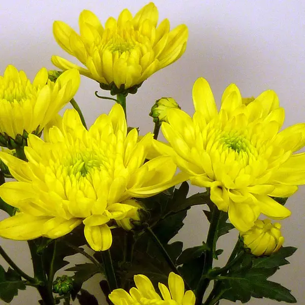 Chrysanthemum Zembla Sunny Yellow Chrysanthemum Zembla Sunny Yellow