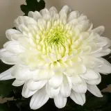 Chrysanthemum Zembla White Chrysanthemum Zembla White
