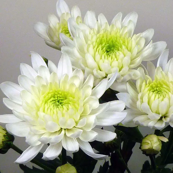 Chrysanthemum Zembla White Chrysanthemum Zembla White