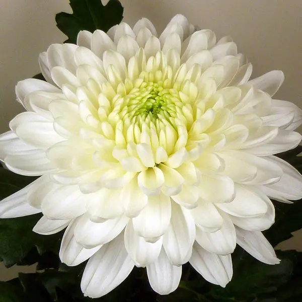 Chrysanthemum Zembla White Chrysanthemum Zembla White