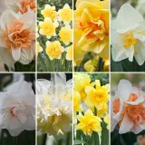 Dafdaffodil Ulitimate Double Collection Coldafudc - Garden Express Australia