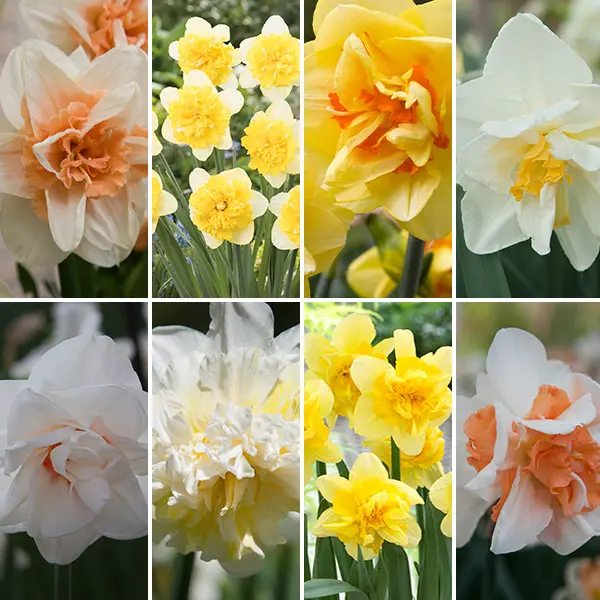 Daffodil Ultimate Double Collection