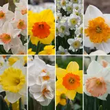 Daffodil Ulitimate Garden Collection Coldafugc - Garden Express Australia