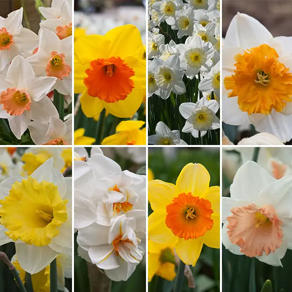 Daffodil Ultimate Garden Collection