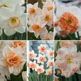 Daffodil Ulitimate Pink Collection Coldafupc - Garden Express Australia