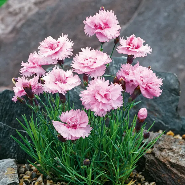 Dianthus Pikes Pink Dianthus Pikes Pink
