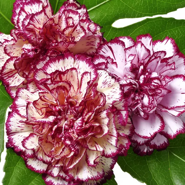 Dianthus Raspberry Ripple Dianthus Raspberry Ripple