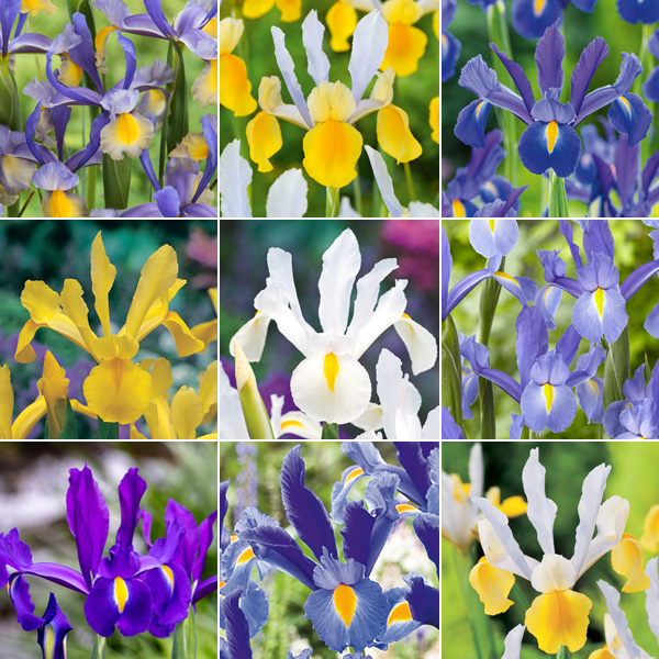 Dutch Iris Ultimate Collection