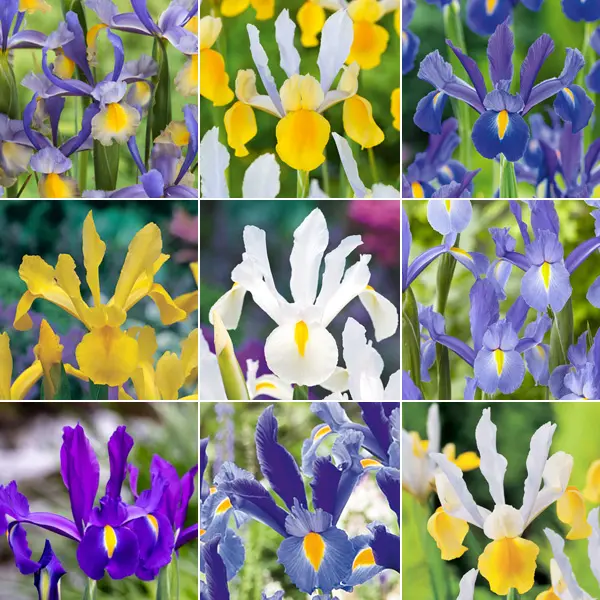 Dutch Iris Ultimate Collection