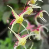 Epimedium Mardi Gras Epimedium Mardi Gras