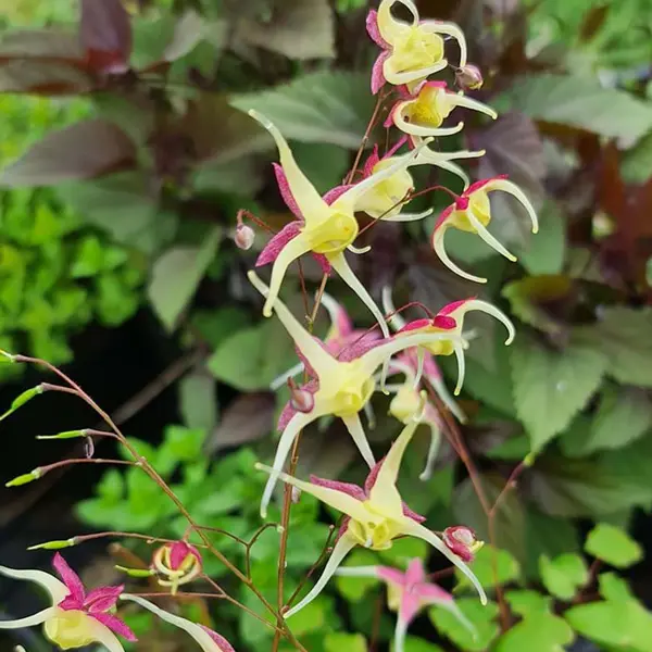 Epimedium Mardi Gras Epimedium Mardi Gras