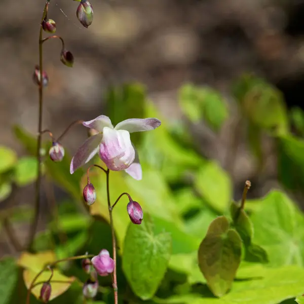Epimedium Pink Blush Epimedium Pink Blush