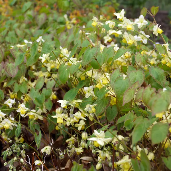 Epimedium Sulphureum Epimedium Sulphureum