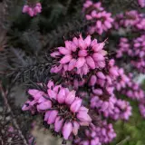 Erica Darley Dale Erica Darley Dale