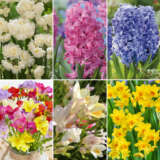 Fragrant Collection Colfrgcol 2026 - Garden Express Australia