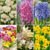 Fragrant Collection Colfrgcol 2026 - Garden Express Australia