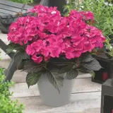 Hydrangea Tuxedo Pink Hydrangea Tuxedo Pink