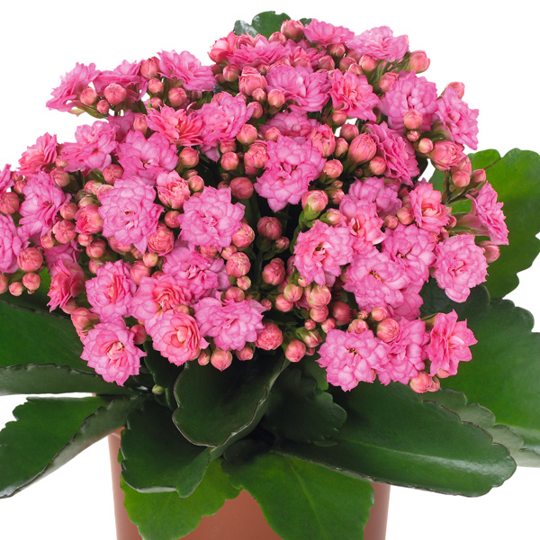 Kalanchoe Calandiva Birkin Garden Express