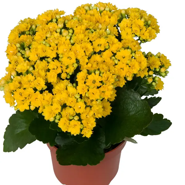 Kalanchoe Calandiva Brazil Kalanchoe Calandiva Brazil