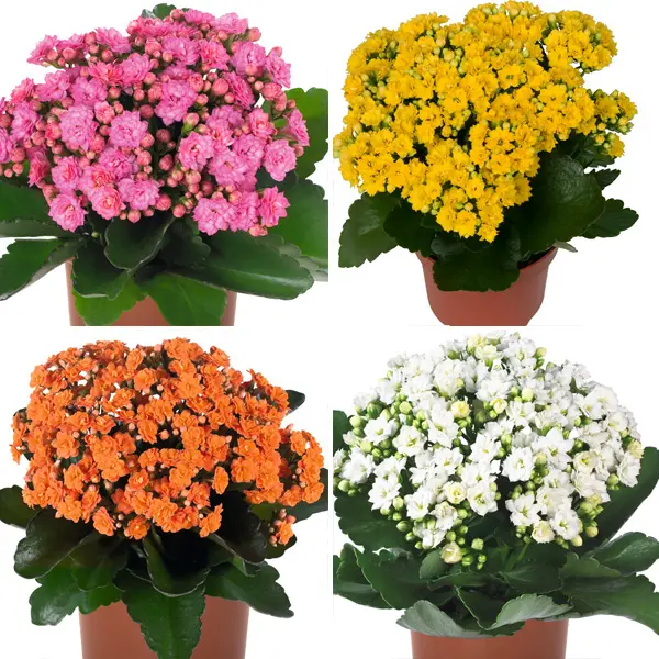Kalanchoe Calandiva Collection Kalanchoe Calandiva Collection