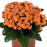 Kalanchoe Calandiva Rio Kalanchoe Calandiva Rio