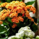 Kalanchoe Calandiva Rio Lplkalcri - Garden Express Australia