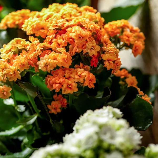 Kalanchoe Calandiva Rio Kalanchoe Calandiva Rio