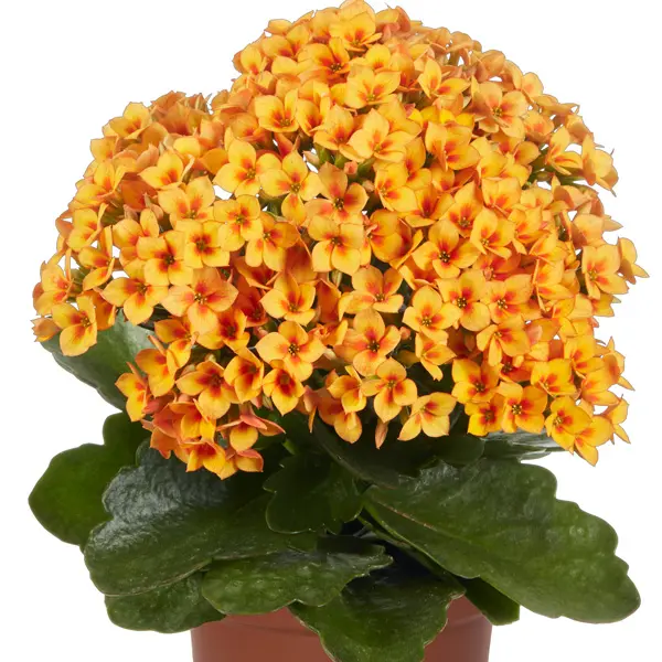 Kalanchoe Specialty Citrine Kalanchoe Specialty Citrine