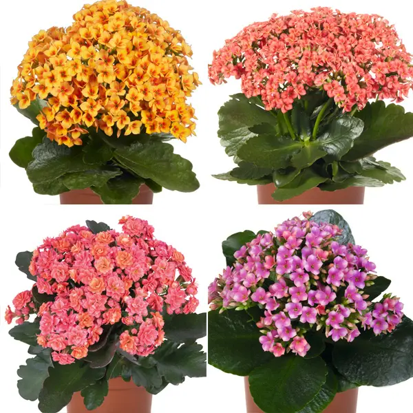 Kalanchoe Specialty Collection Kalanchoe Specialty Collection