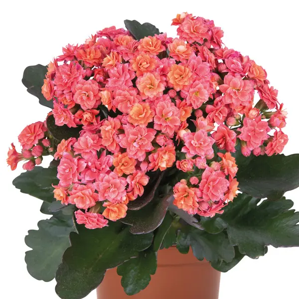 Kalanchoe Specialty Newton Kalanchoe Specialty Newton