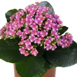 Kalanchoe Specialty Wevano Lplkalswv - Garden Express Australia