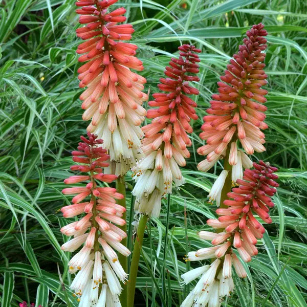 Kniphofia Orange Vanilla Popsicle Kniphofia Orange Vanilla Popsicle