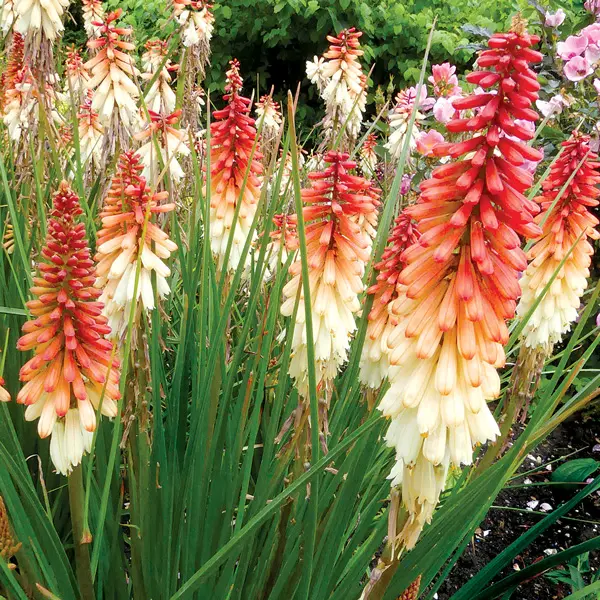 Kniphofia Orange Vanilla Popsicle Kniphofia Orange Vanilla Popsicle
